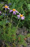 Chrysanthemum oreastrum