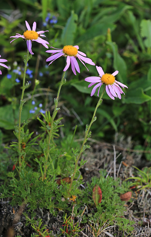 Image of Chrysanthemum oreastrum specimen.