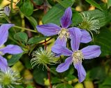 Clematis &times; jackmanii