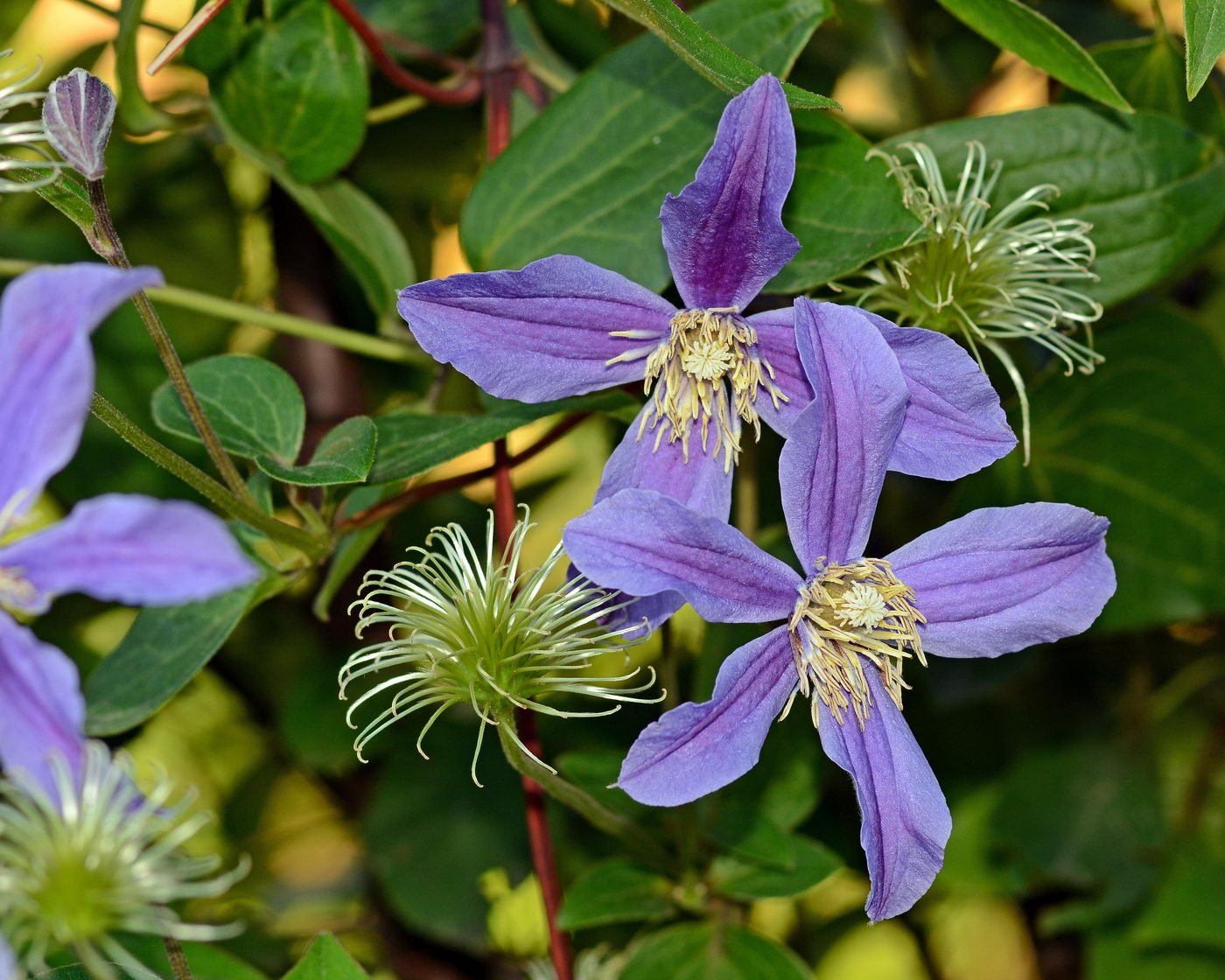 Image of Clematis &times; jackmanii specimen.