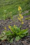 Verbascum pyramidatum. Цветущее растение. Краснодарский край, Адлерский р-н, окр. с. Эстосадок, северный склон хр. Аибга, выс. ≈ 2100 м н.у.м., каменистая осыпь. 11.08.2020.