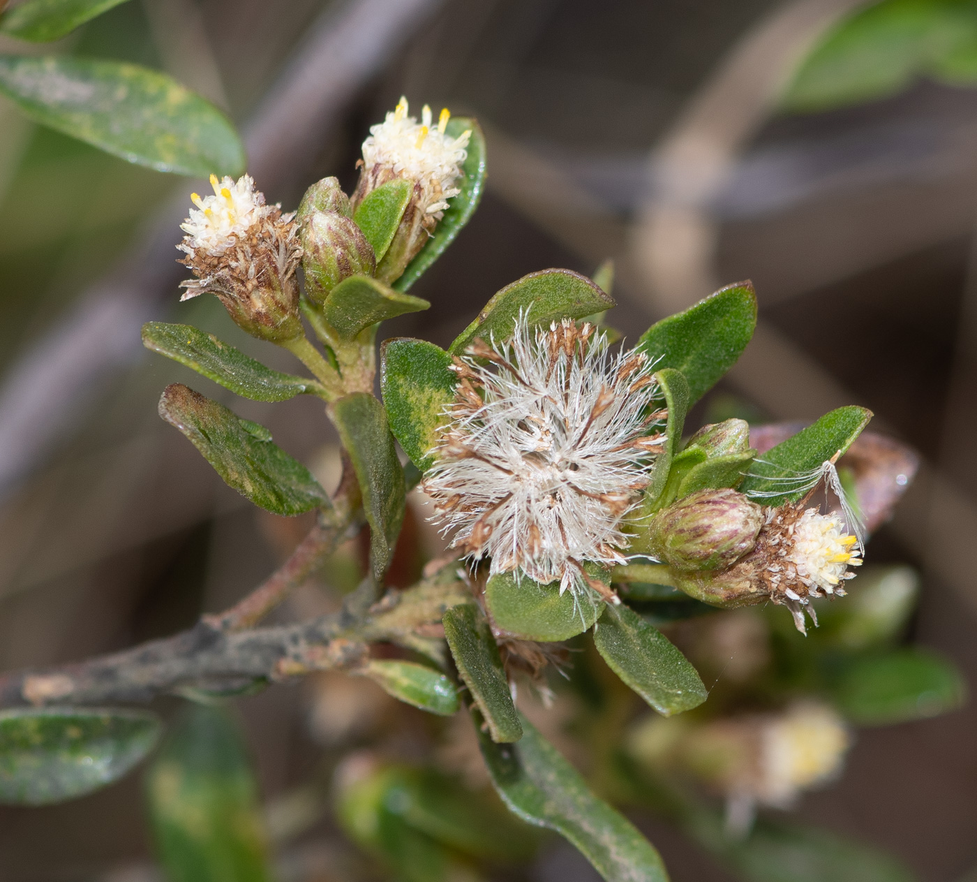 Image of genus Baccharis specimen.