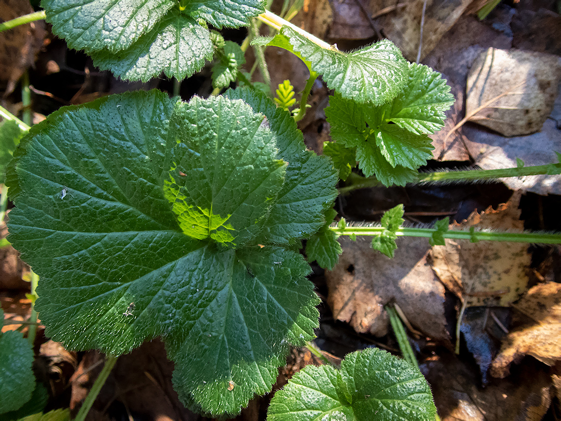 Image of Geum urbanum specimen.