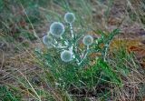 Echinops ruthenicus. Растение с соцветиями на стадии бутонов. Башкирия, Учалинский р-н, хр. Нурали, ≈ 700 м н.у.м., степной склон. 22.07.2020.