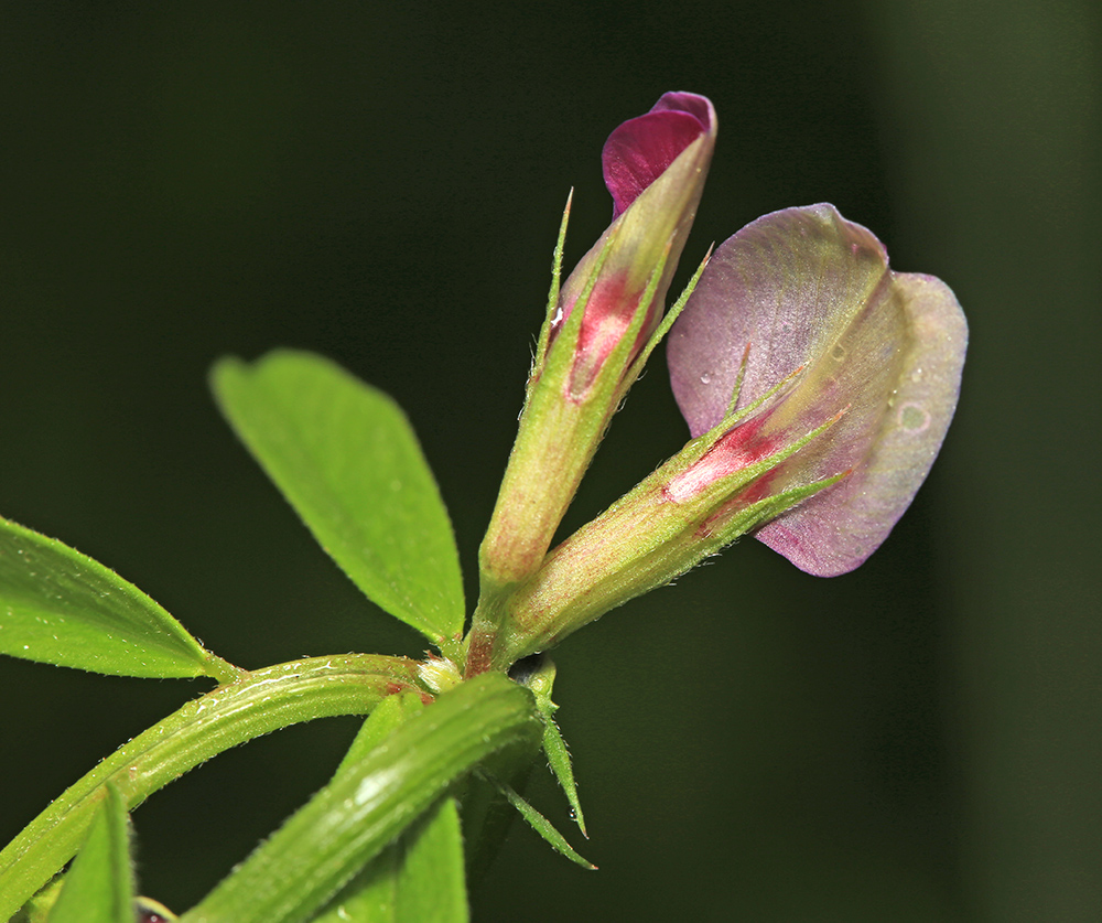 Image of Vicia segetalis specimen.