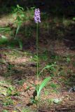 Dactylorhiza fuchsii. Цветущее растение (высота — 45 см, длина соцветия — 7 см). Владимирская обл., Петушинский р-н, окр. дер. Костино, опушка ельника. 27 июня 2020 г.