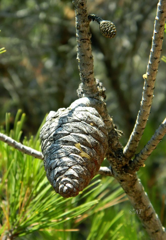 Изображение особи Pinus halepensis.