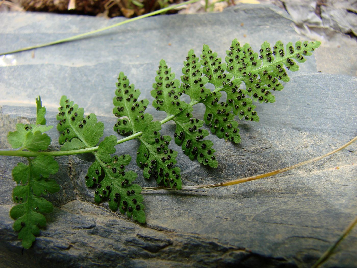 Изображение особи Cystopteris fragilis.