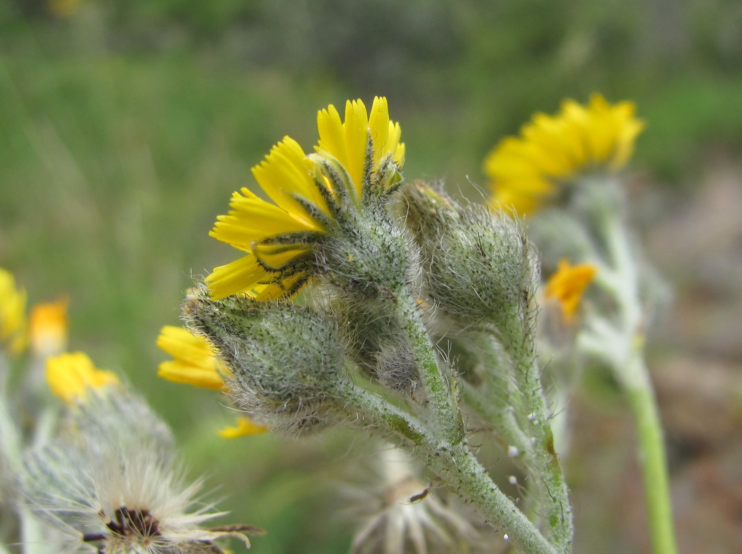 Image of Pilosella echioides specimen.