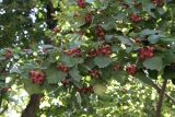 Crataegus mollis