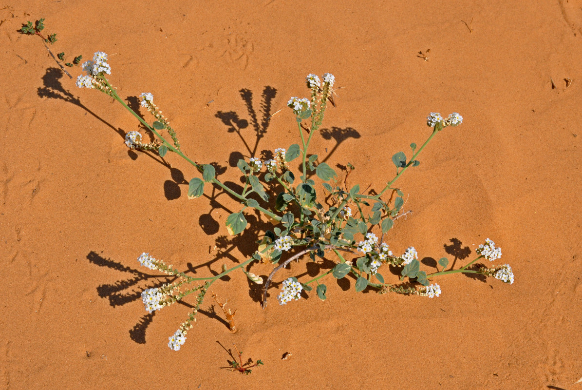 Изображение особи Heliotropium suaveolens.