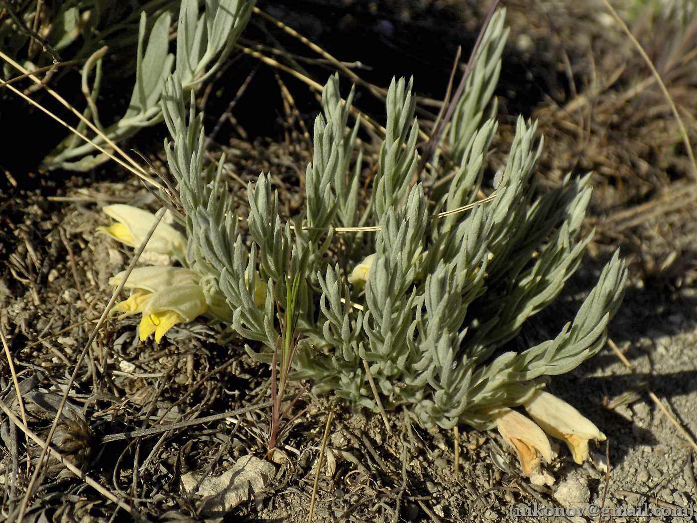 Image of Cymbochasma borysthenica specimen.