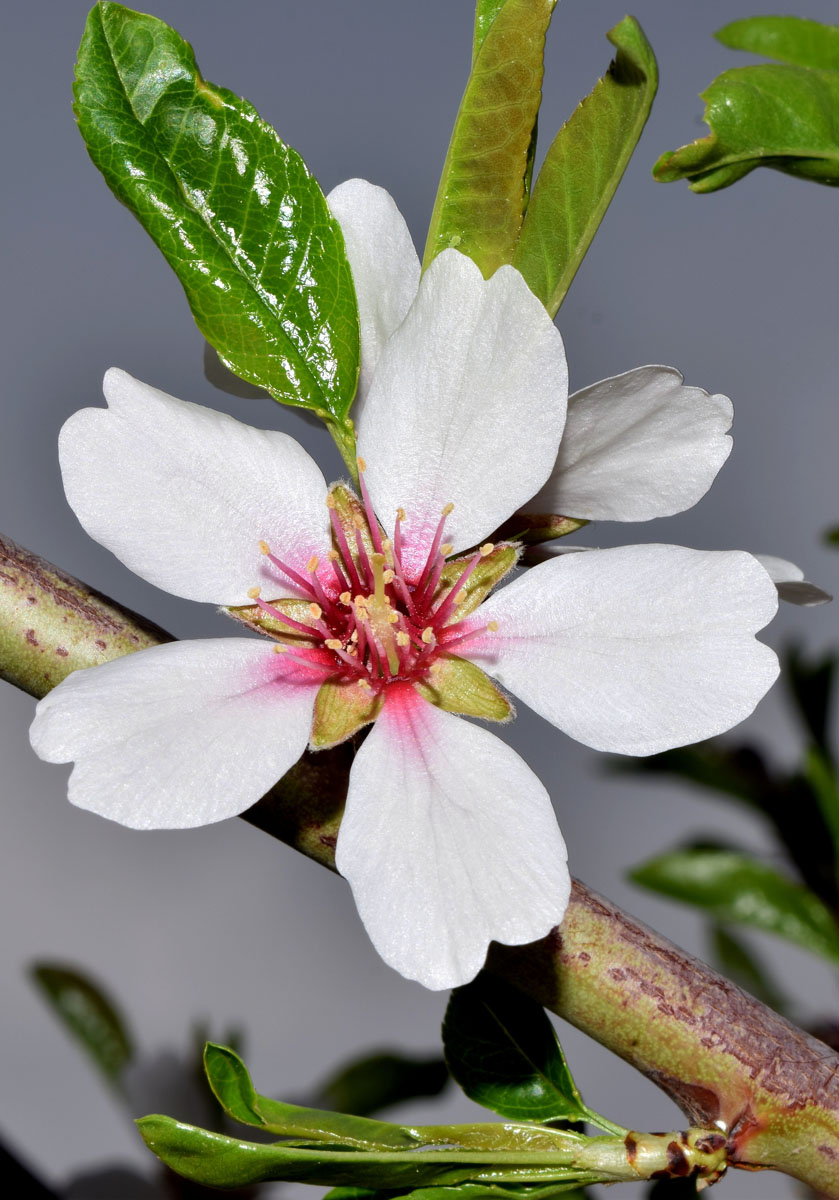 Image of Amygdalus communis specimen.