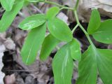 Corydalis marschalliana