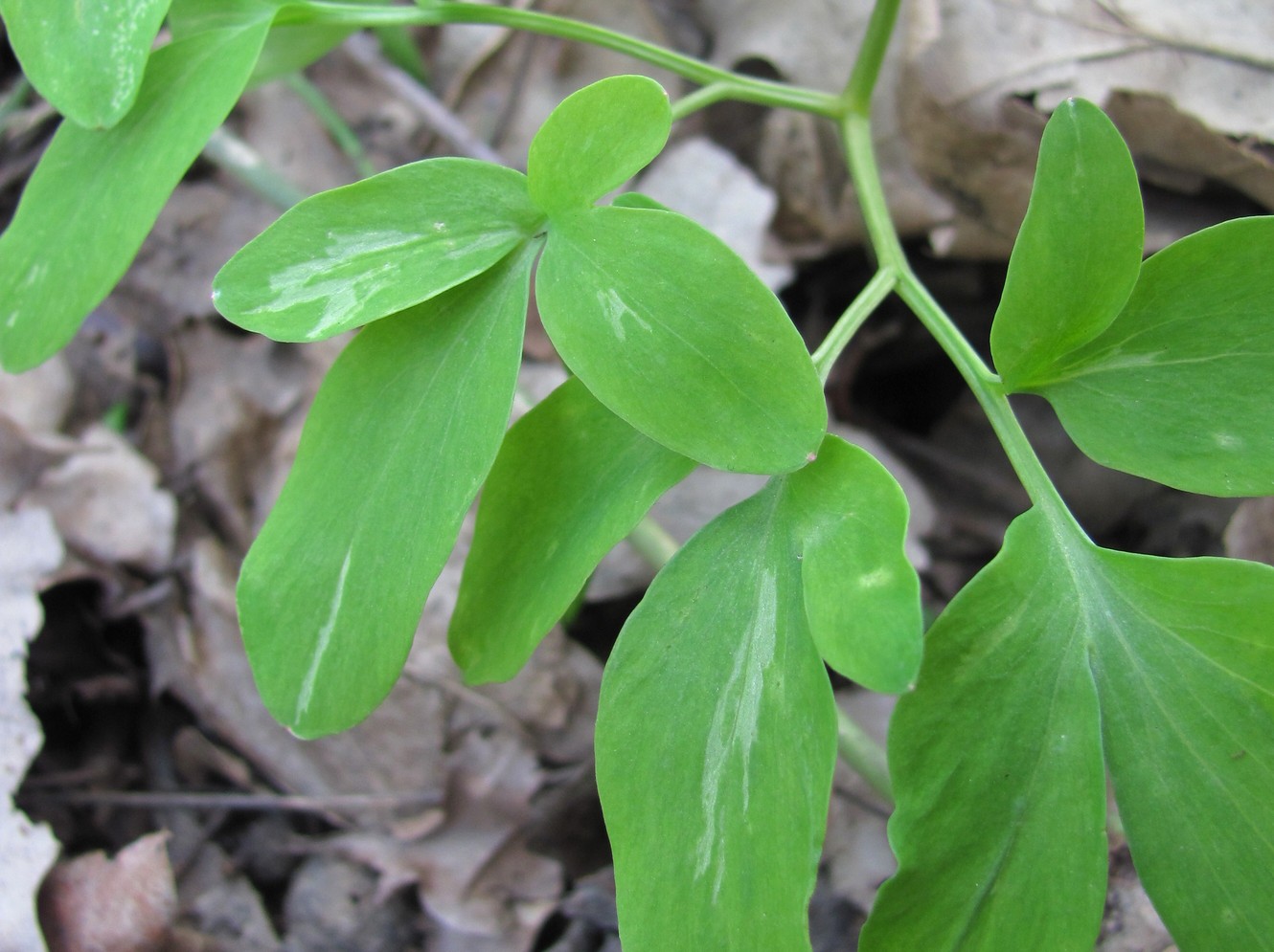 Изображение особи Corydalis marschalliana.