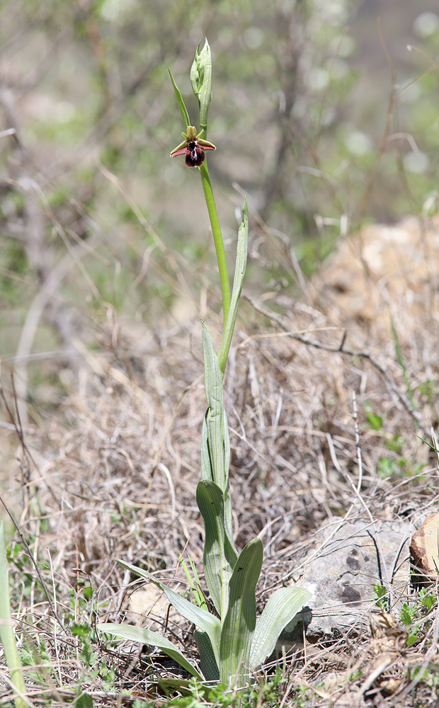 Изображение особи Ophrys mammosa.