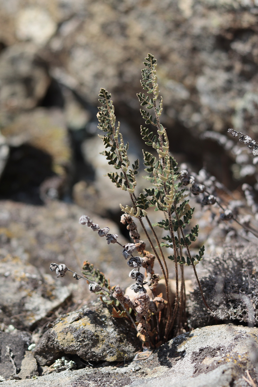 Изображение особи Paragymnopteris marantae.