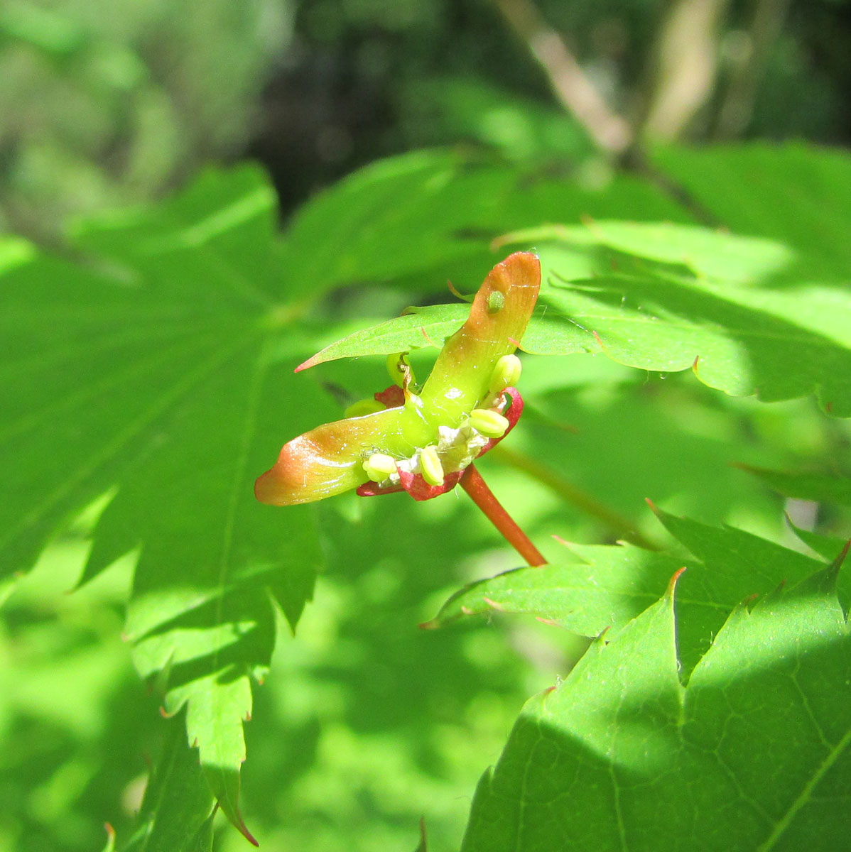 Image of Acer pseudosieboldianum specimen.