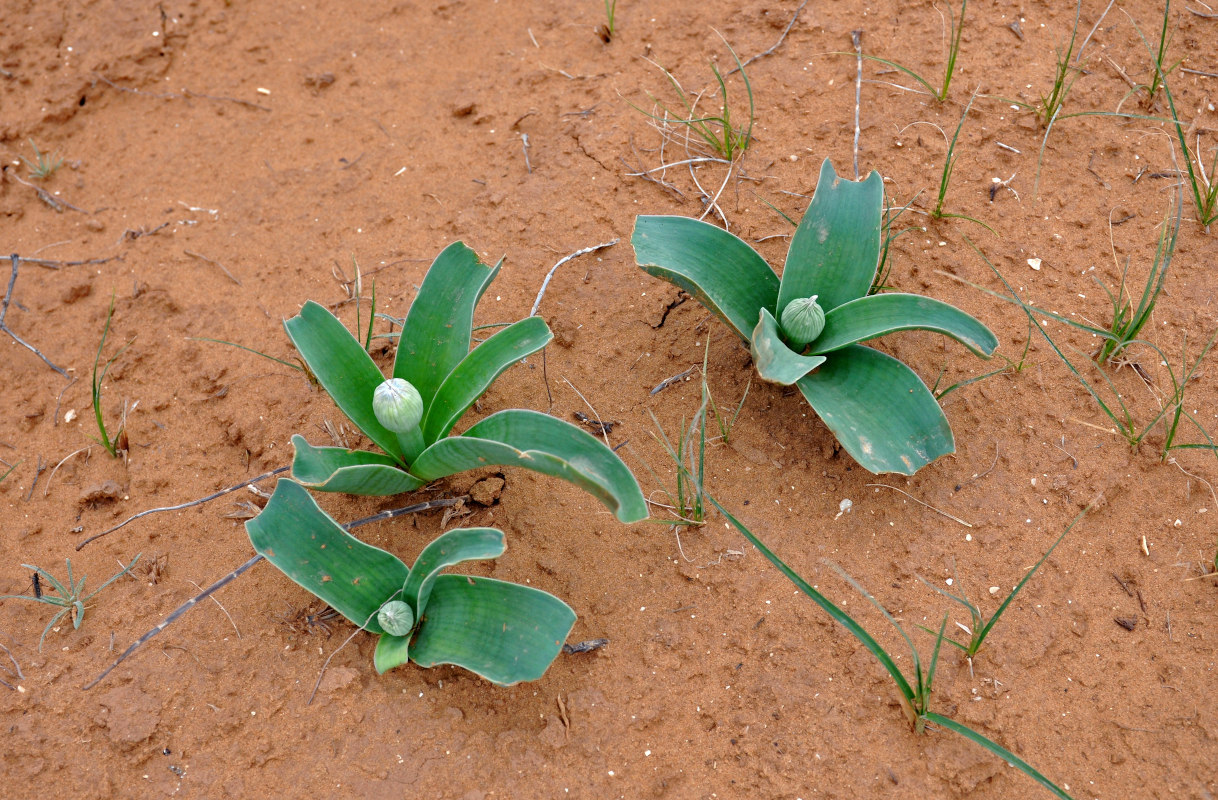 Image of Allium caspium specimen.