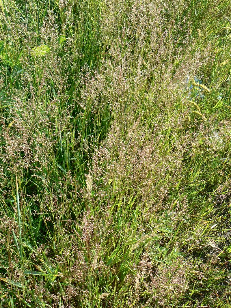 Image of genus Agrostis specimen.