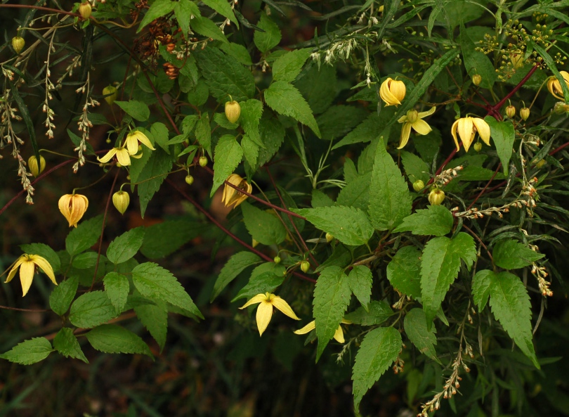 Изображение особи Clematis serratifolia.