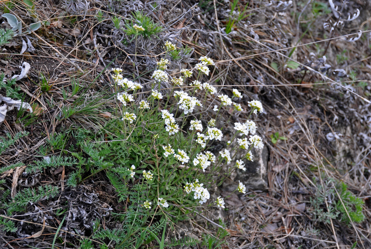 Image of Schivereckia podolica specimen.