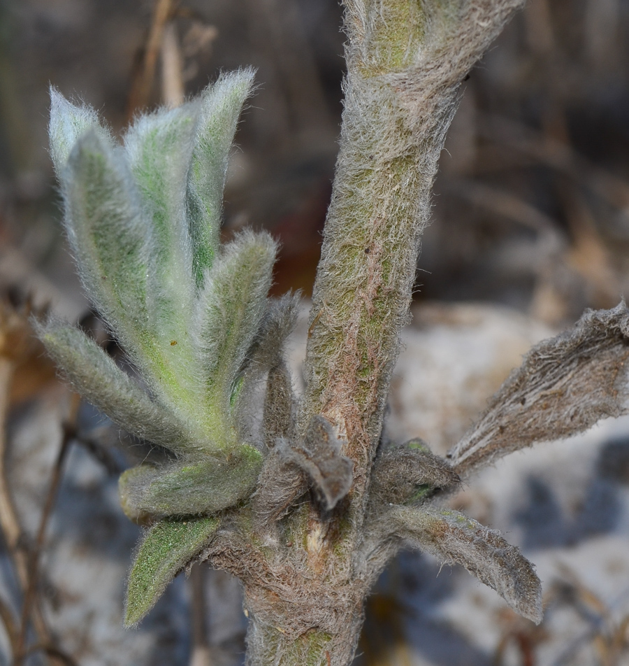 Image of Sideritis pullulans specimen.