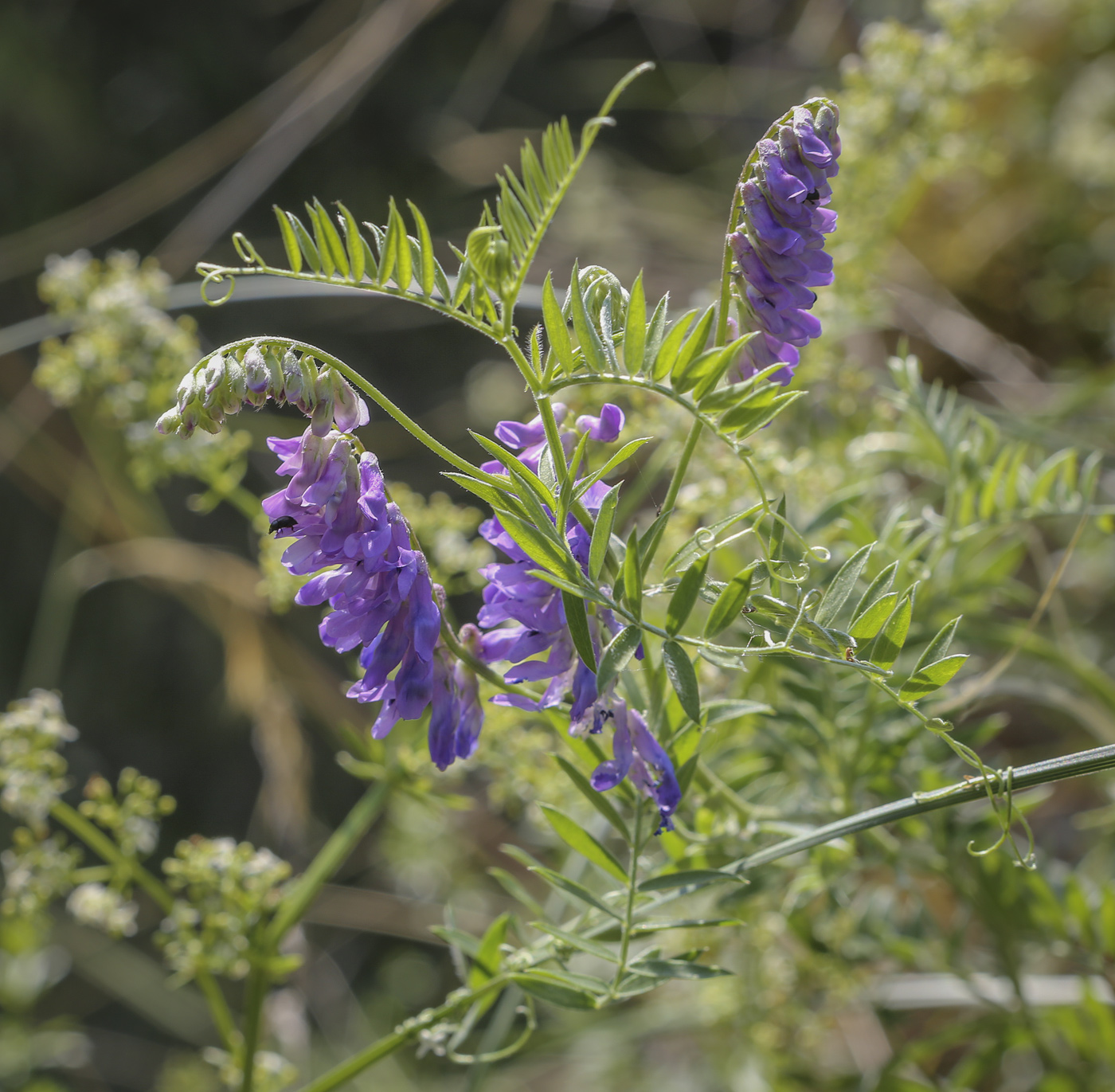 Image of Vicia cracca specimen.