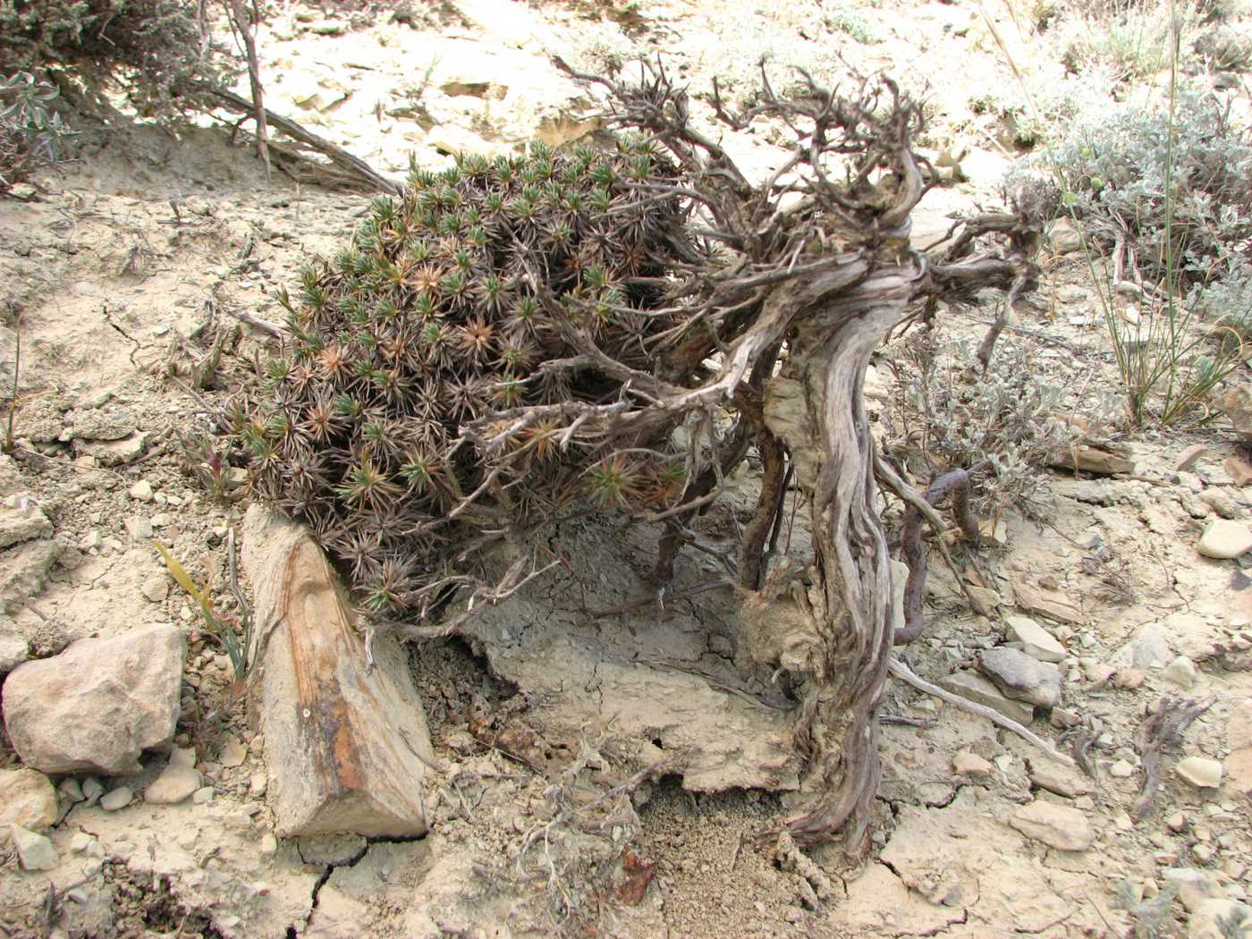 Image of Acantholimon schemachense specimen.