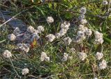 Antennaria dioica