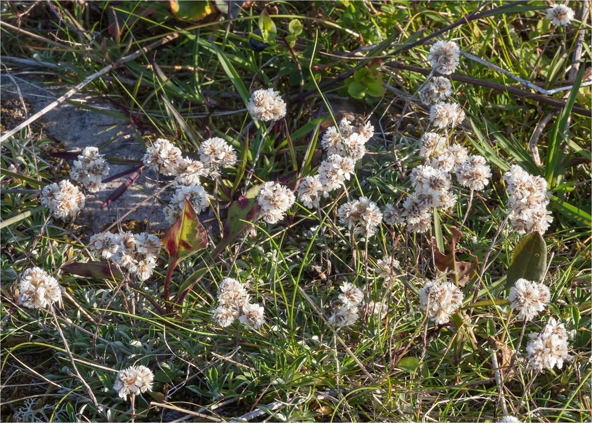 Изображение особи Antennaria dioica.