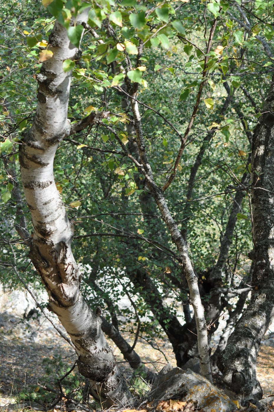 Image of Betula litwinowii specimen.