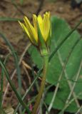 Tragopogon pusillus. Верхушка побега с соцветием-корзинкой. Азербайджан, Гобустанский заповедник. 10.04.2010.