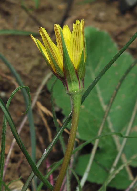 Image of Tragopogon pusillus specimen.