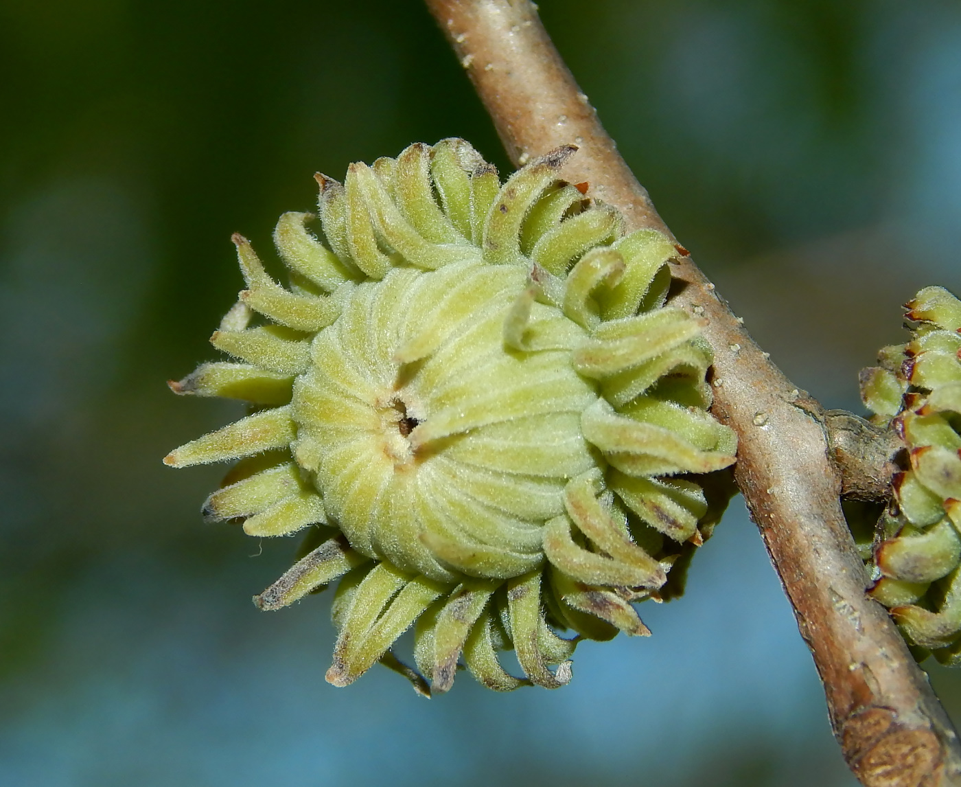 Изображение особи Quercus acutissima.