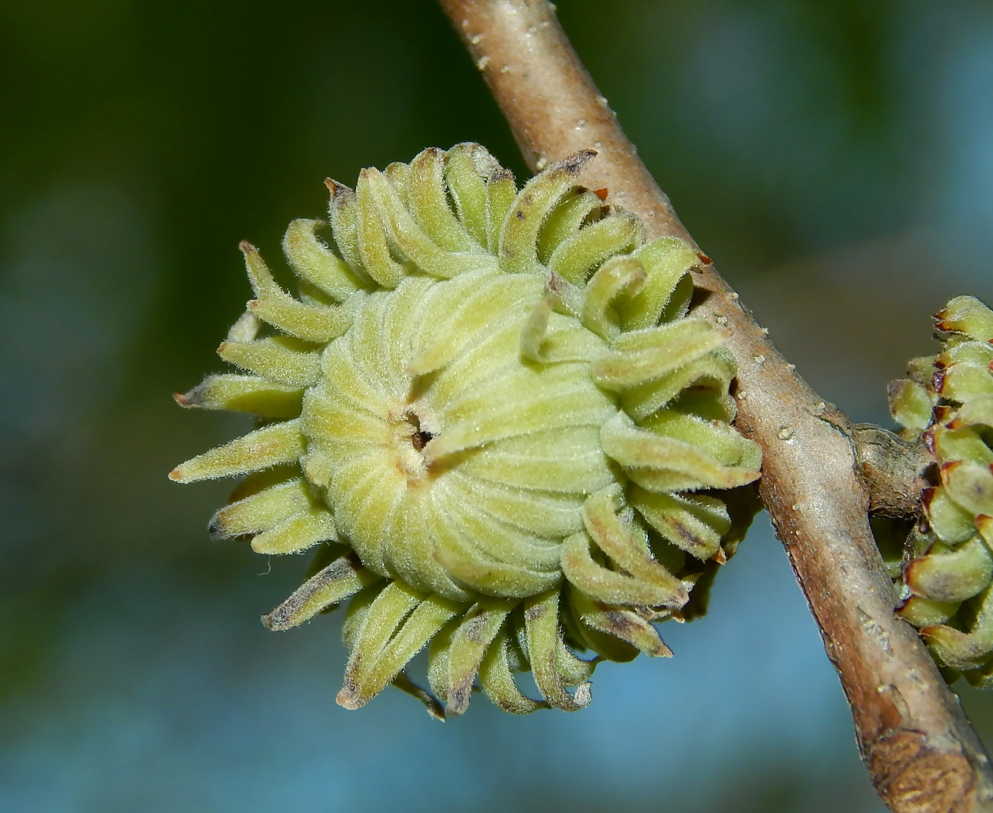 Image of Quercus acutissima specimen.