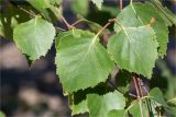 Betula pendula. Листья. Ленинградская обл., Выборгский р-н, Финский залив, о-в Лисий, песчаный пляж. 09.08.2020.