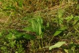 Betonica officinalis