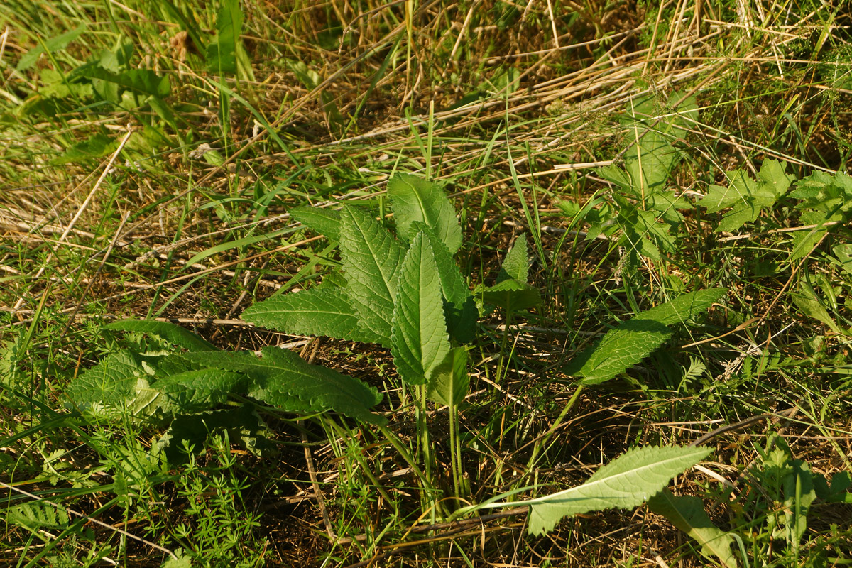 Изображение особи Betonica officinalis.