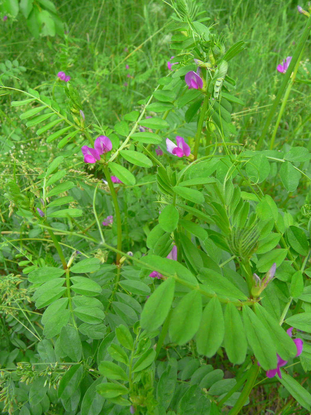 Изображение особи Vicia segetalis.