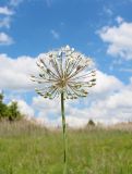 Allium decipiens