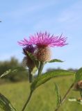 Centaurea pseudophrygia. Верхняя часть цветущего растения. Белгородская обл., Губкинский р-н, заповедник \"Белогорье\", участок \"Ямская степь\". 07.09.2018.