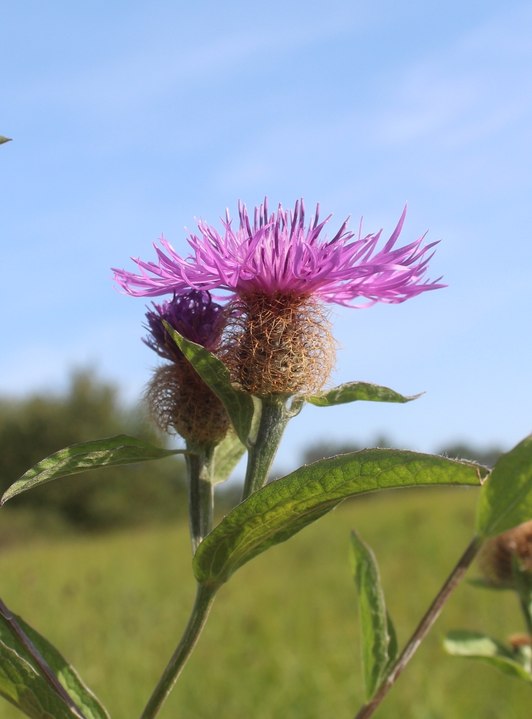 Изображение особи Centaurea pseudophrygia.