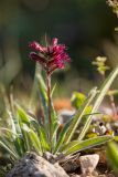 Echium russicum. Цветущее растение. Кабардино-Балкария, Чегемский р-н, окр. с. Булунгу, ок. 1700 м н.у.м., каменистый склон. 05.08.2021.