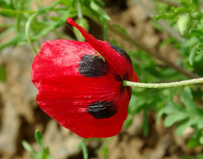 Изображение особи род Papaver.