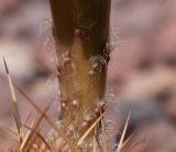 род Echinopsis