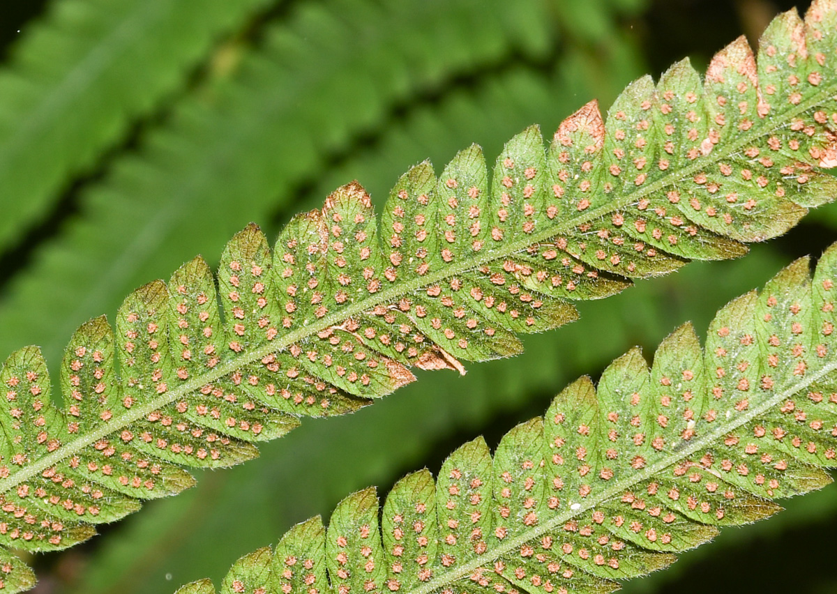 Image of Thelypteris kunthii specimen.