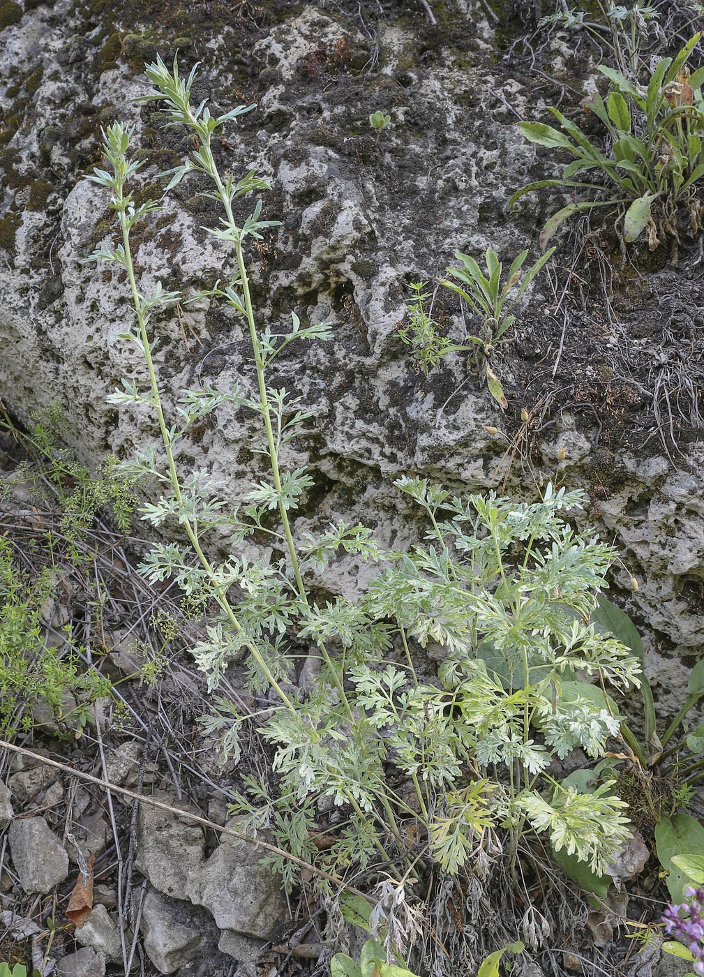 Image of Artemisia absinthium specimen.