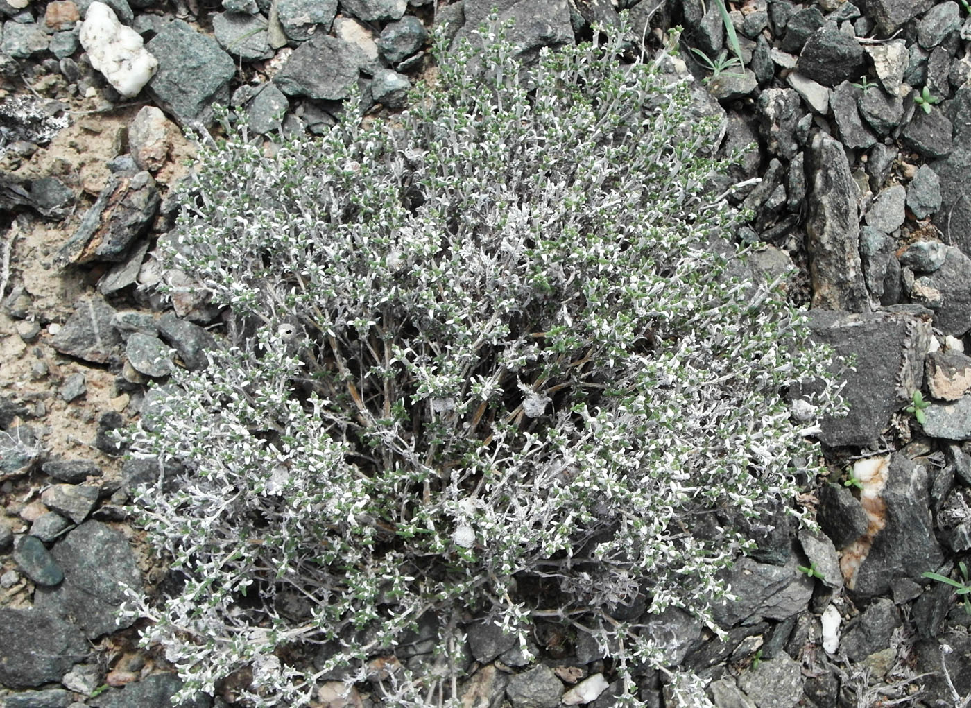 Изображение особи семейство Chenopodiaceae.