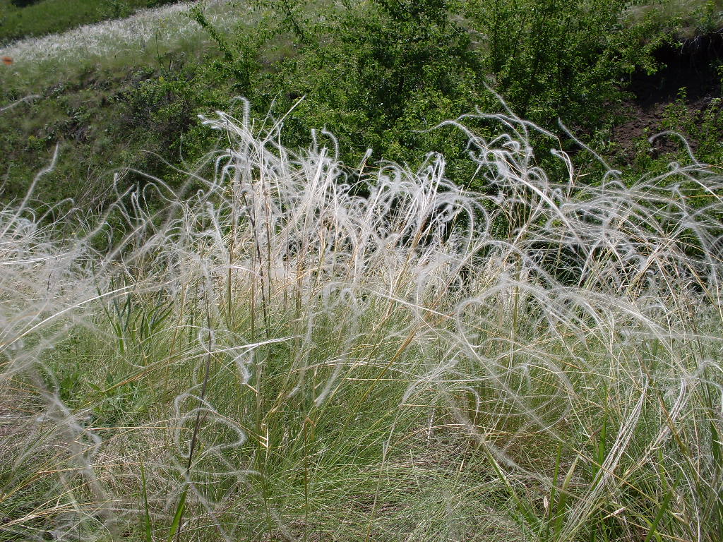 Image of Stipa pennata specimen.